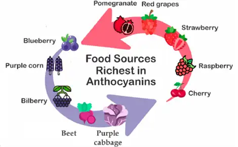 How to Choose Anthocyanin Powder from Different Plant Sources?
